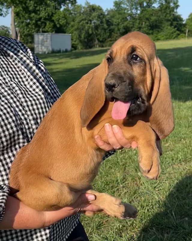 Bloodhound Puppies From The Farm!!! media 10