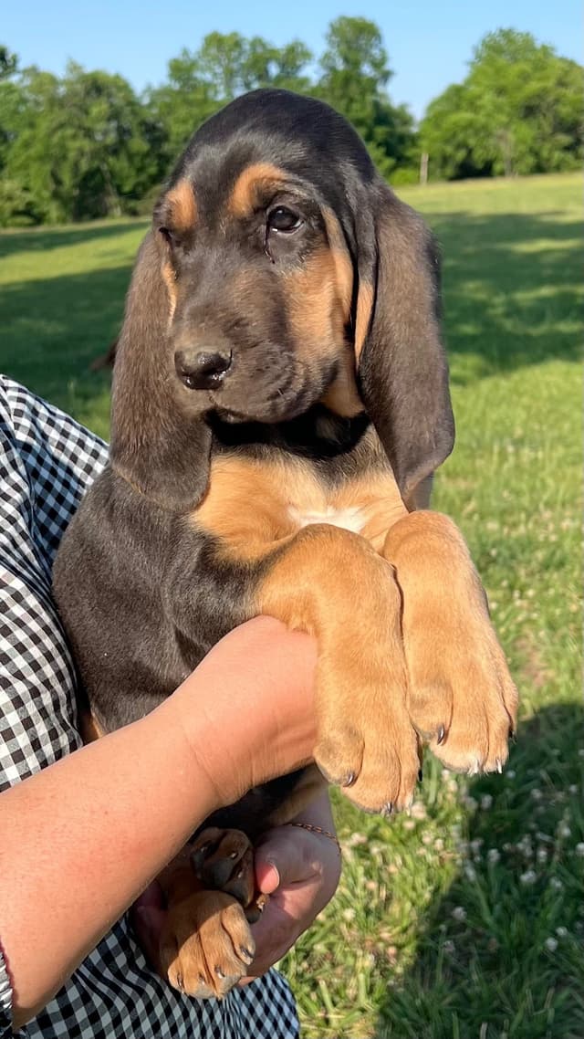 Bloodhound Puppies From The Farm!!! media 8