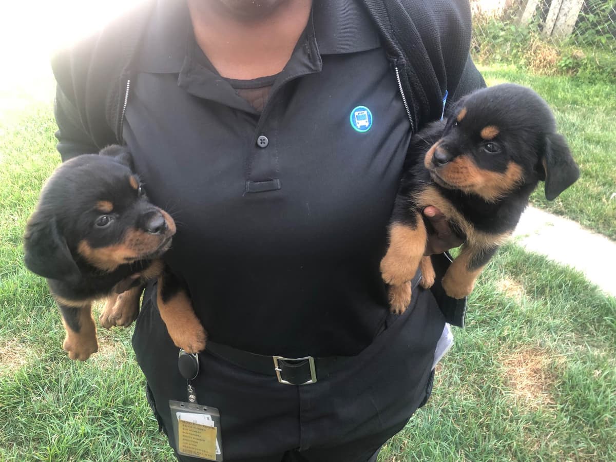 Rottweiler Puppies breeder image 1