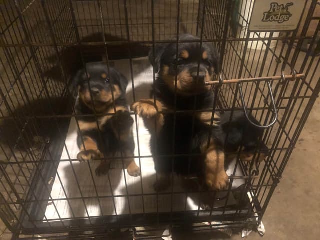 Rottweiler Puppies media 4