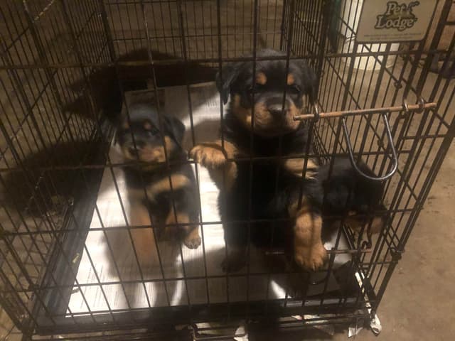 Rottweiler Puppies media 5