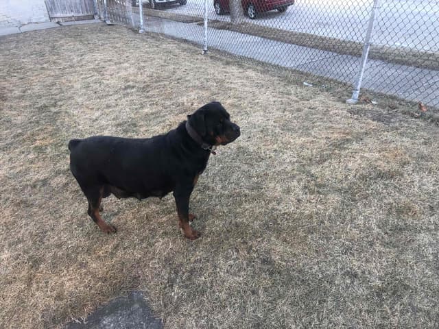 Rottweiler Puppies media 2