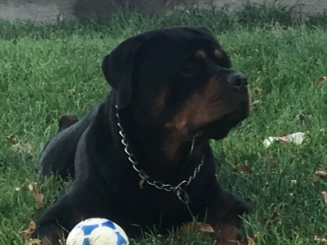 Rottweiler Puppies media 3