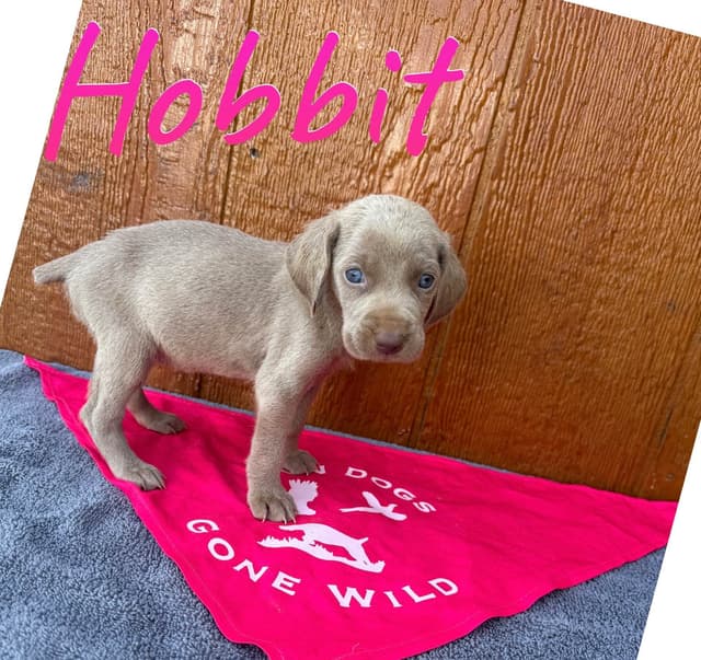 Weimaraner Puppies media 2