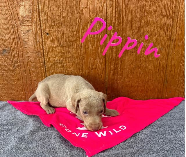 Weimaraner Puppies media 3