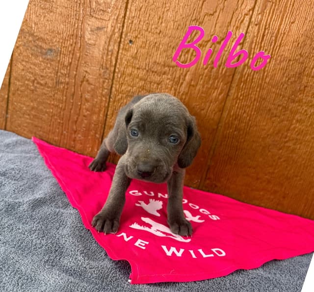 Weimaraner Puppies media 4