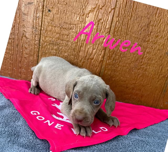 Weimaraner Puppies media 5