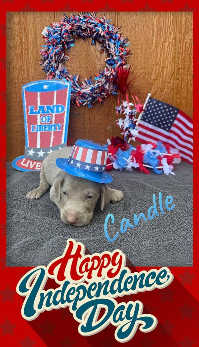Weimaraner Puppies media 2