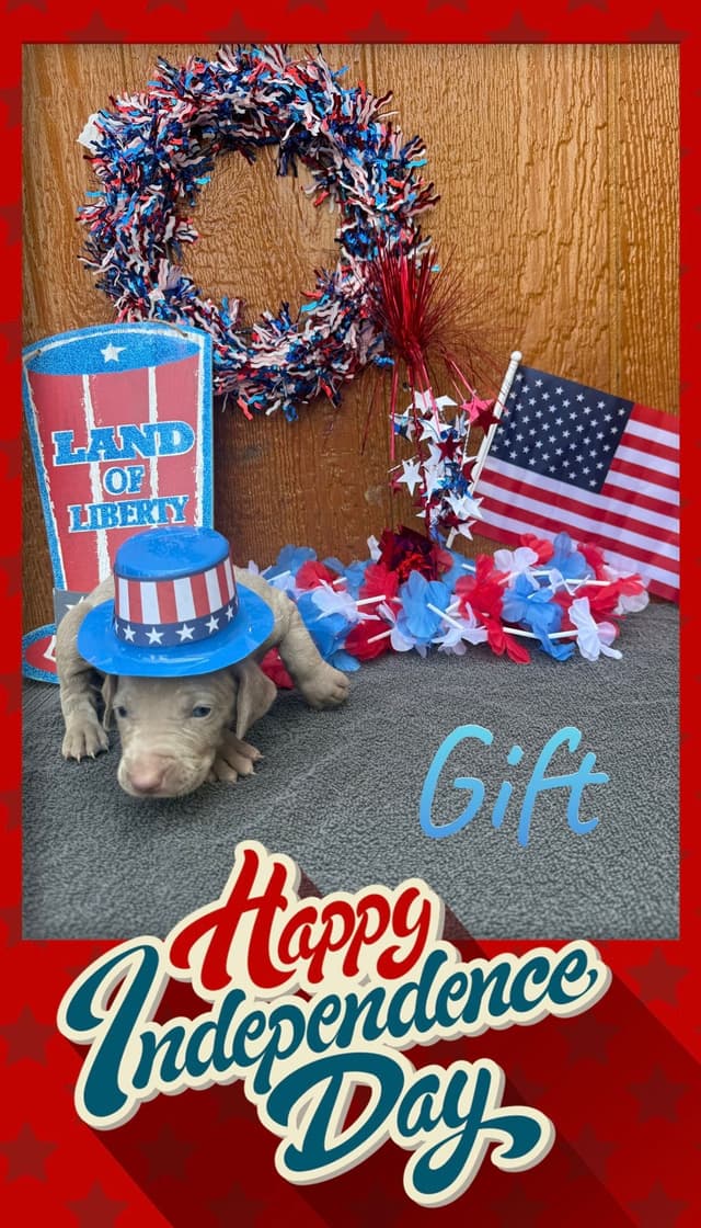Weimaraner Puppies media 5