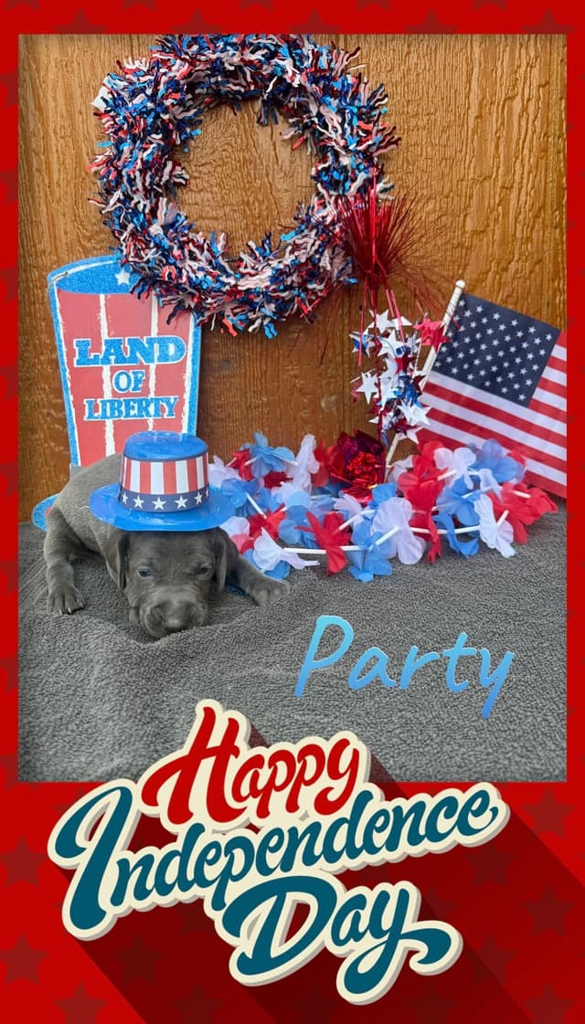 Weimaraner Puppies media 4