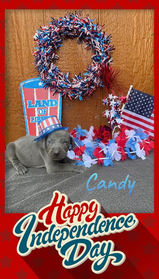 Weimaraner Puppies media 6