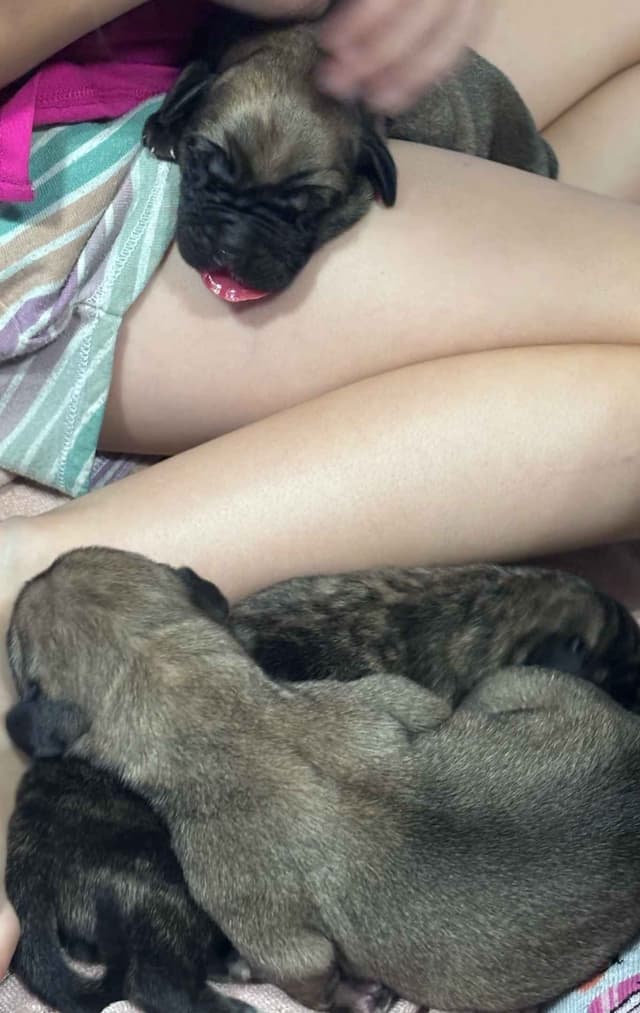 Krabbe Farmhaus Mastiff Puppies media 9