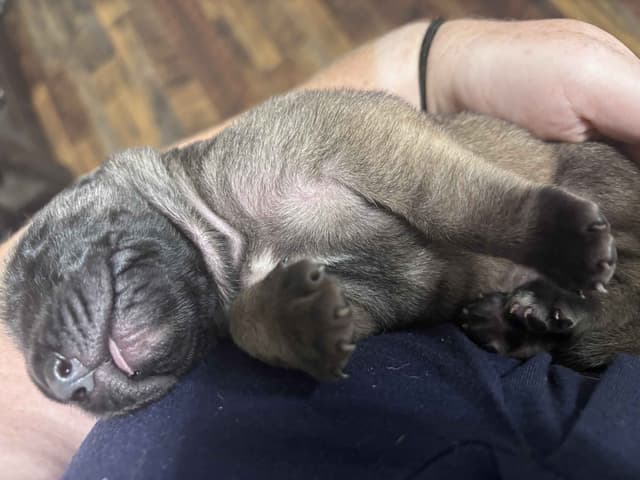 Krabbe Farmhaus Mastiff Puppies media 15