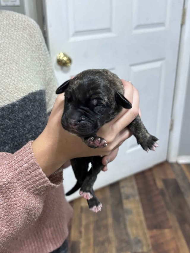 Krabbe Farmhaus Mastiff Puppies media 10