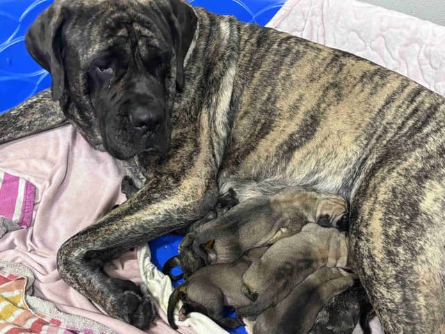 Krabbe Farmhaus Mastiff Puppies media 6