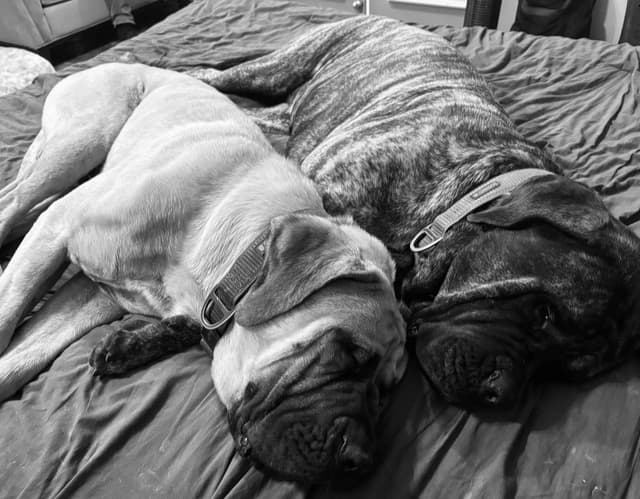 Krabbe Farmhaus Mastiff Puppies media 19