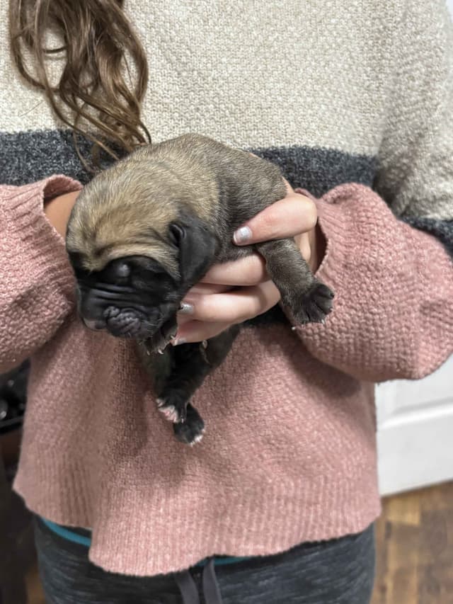 Krabbe Farmhaus Mastiff Puppies media 11