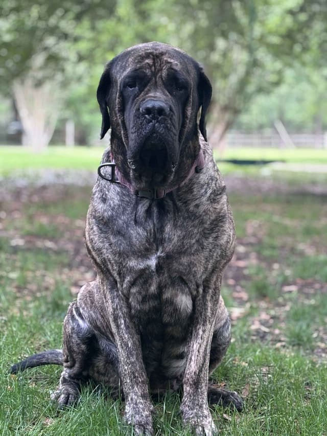 Krabbe Farmhaus Mastiff Puppies media 17