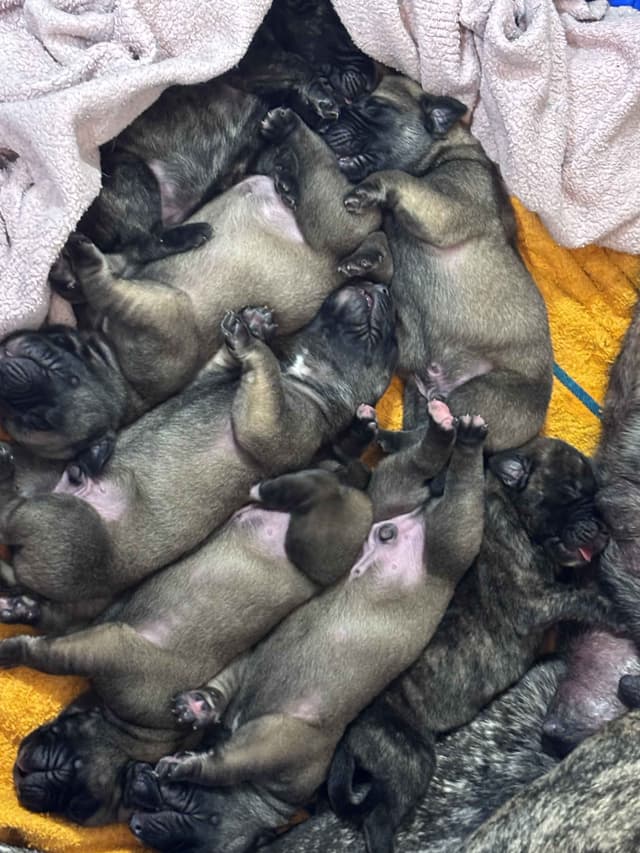 Krabbe Farmhaus Mastiff Puppies media 12