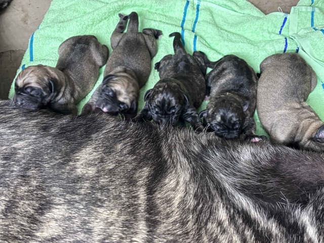 Krabbe Farmhaus Mastiff Puppies media 7