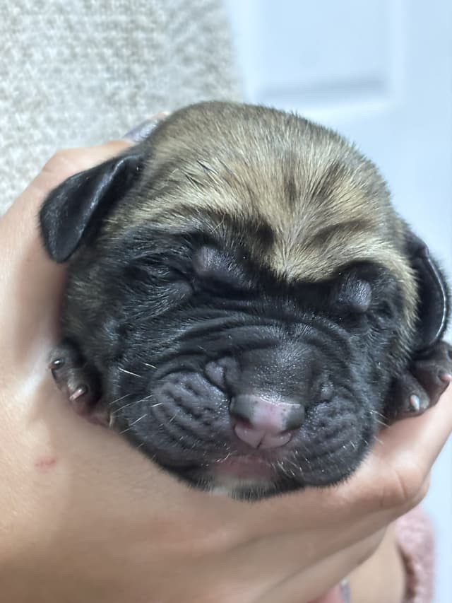 Krabbe Farmhaus Mastiff Puppies media 13