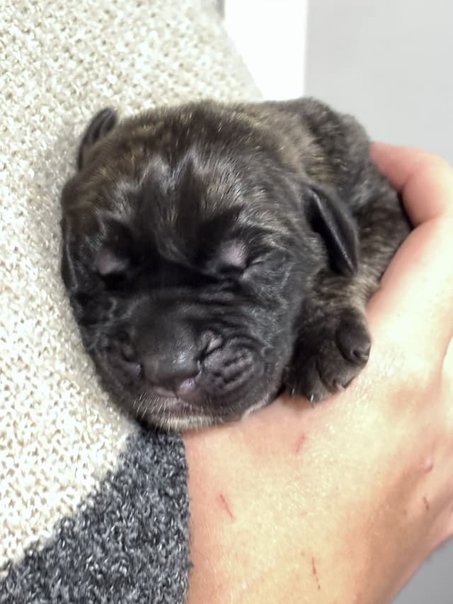 Krabbe Farmhaus Mastiff Puppies media 14