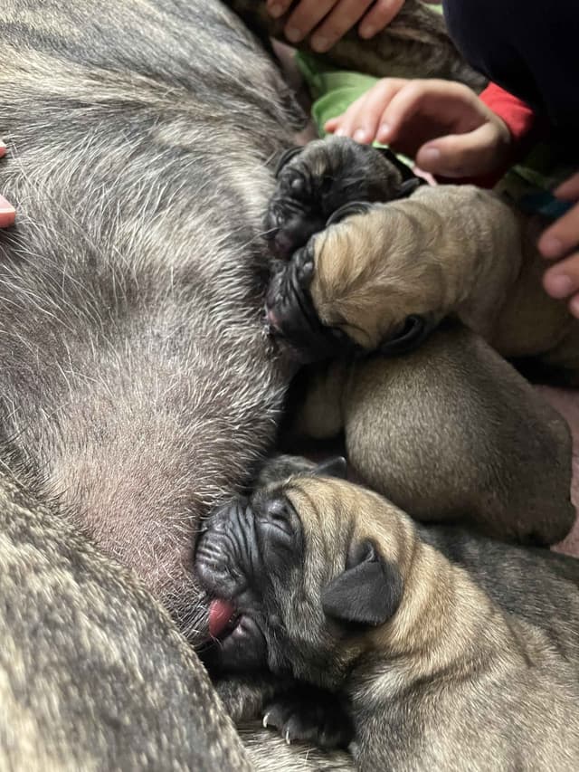 Krabbe Farmhaus Mastiff Puppies media 8