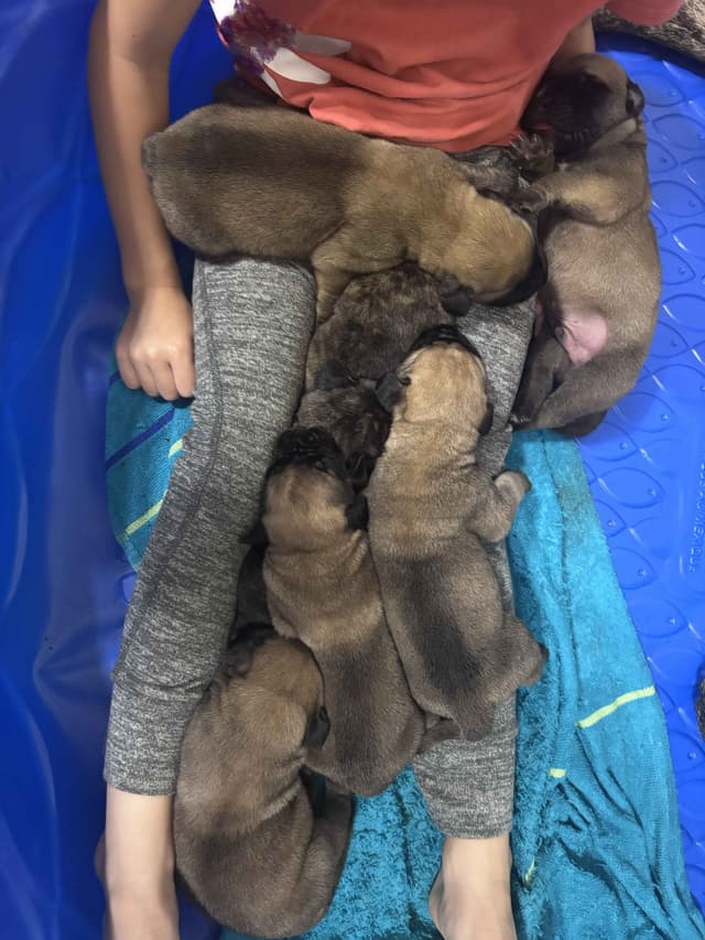 Krabbe Farmhaus Mastiff Puppies media 16