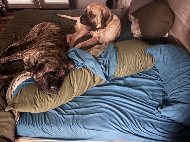 Krabbe Farmhaus Mastiff Puppies media 21