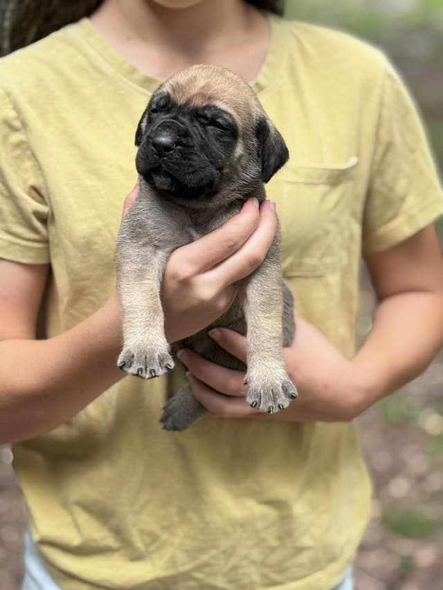 Krabbe Farmhaus Mastiff Puppies media 4