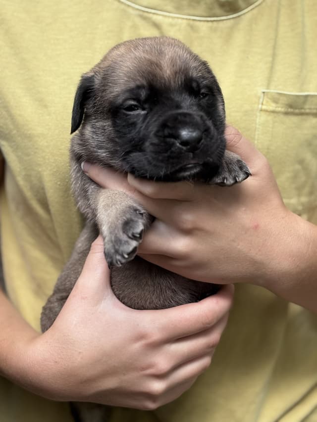 Krabbe Farmhaus Mastiff Puppies media 5