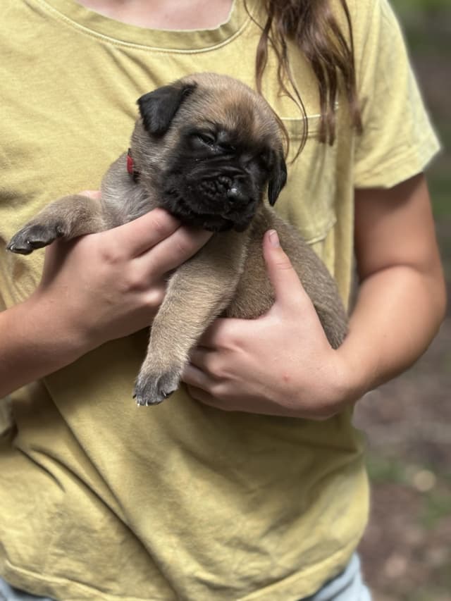 Krabbe Farmhaus Mastiff Puppies media 2