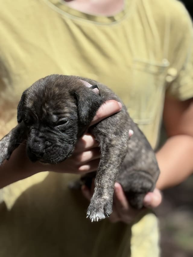 Krabbe Farmhaus Mastiff Puppies media 3