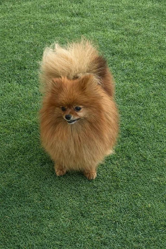 Pomeranian Puppies from Champion Bloodlines media 5