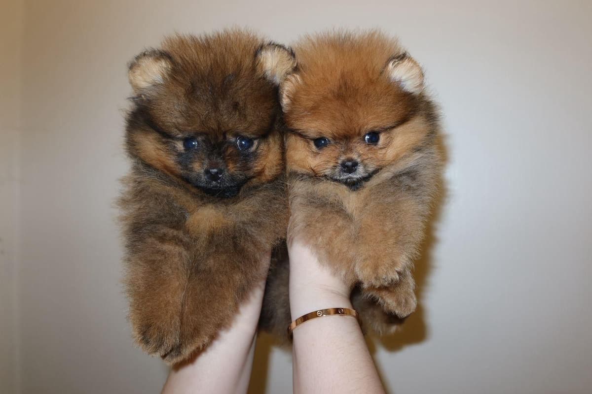 Pomeranian Puppies from Champion Bloodlines breeder image 1