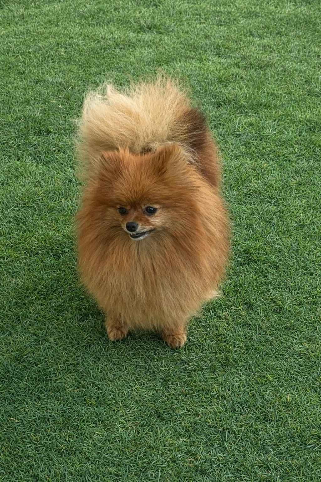 Pomeranian Puppies from Champion Bloodlines breeder image 3