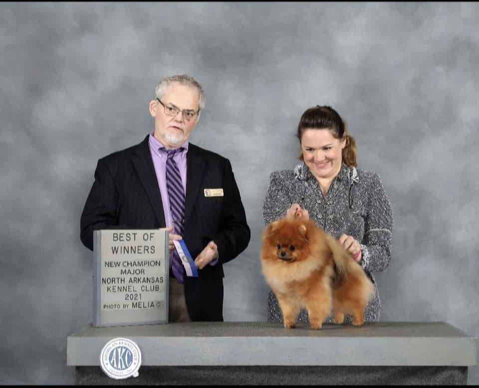 Pomeranian Puppies from Champion Bloodlines breeder image 2