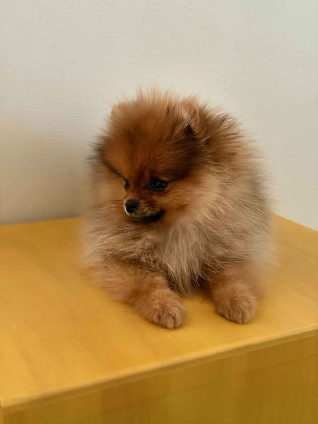 Pomeranian Puppies from Champion Bloodlines media 3