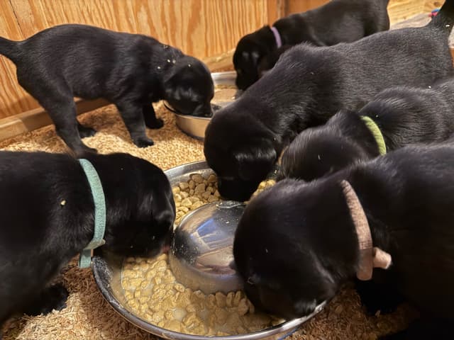Labrador Retriever Puppies media 4