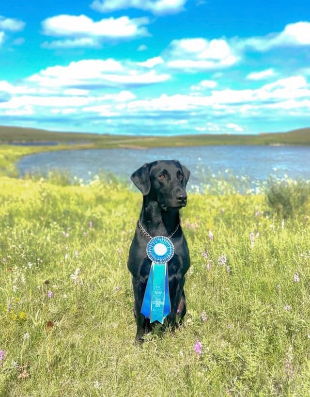 Labrador Retriever Puppies media 2