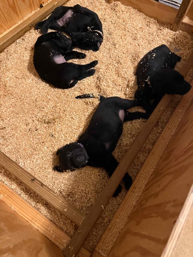 Labrador Retriever Puppies media 5