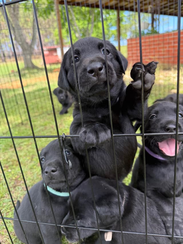 Labrador Retriever Puppies media 6