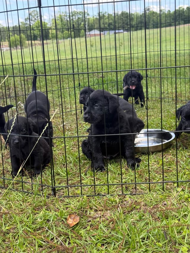 Labrador Retriever Puppies media 7