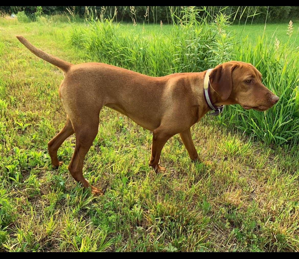 Vizsla Puppies breeder image 2