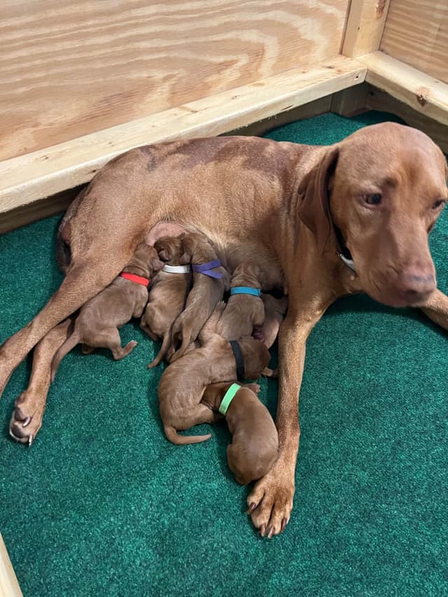 Vizsla Puppies media 4