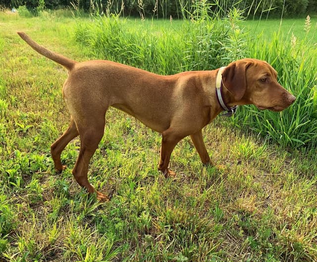 Vizsla Puppies media 6