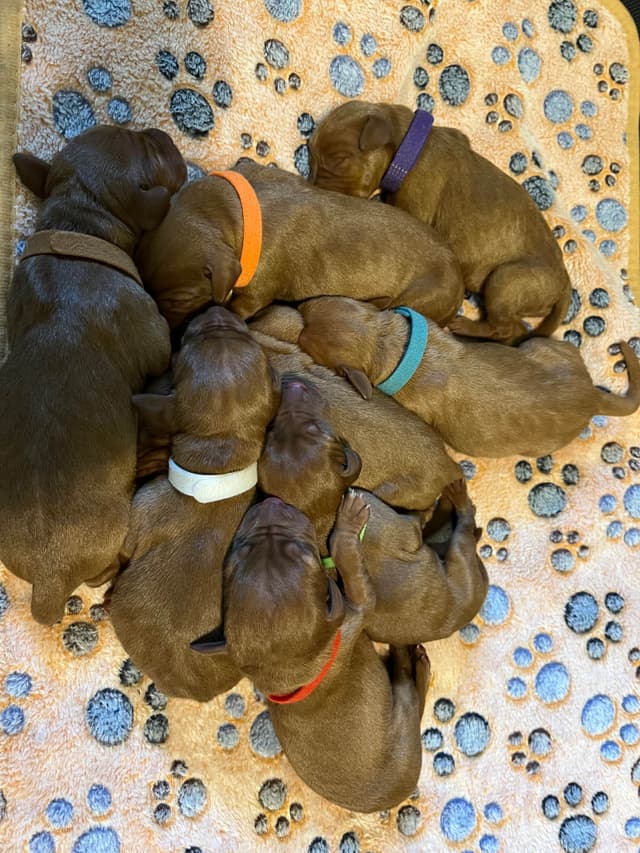 Vizsla Puppies media 3