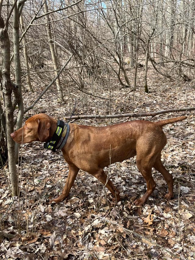 Vizsla Puppies media 7