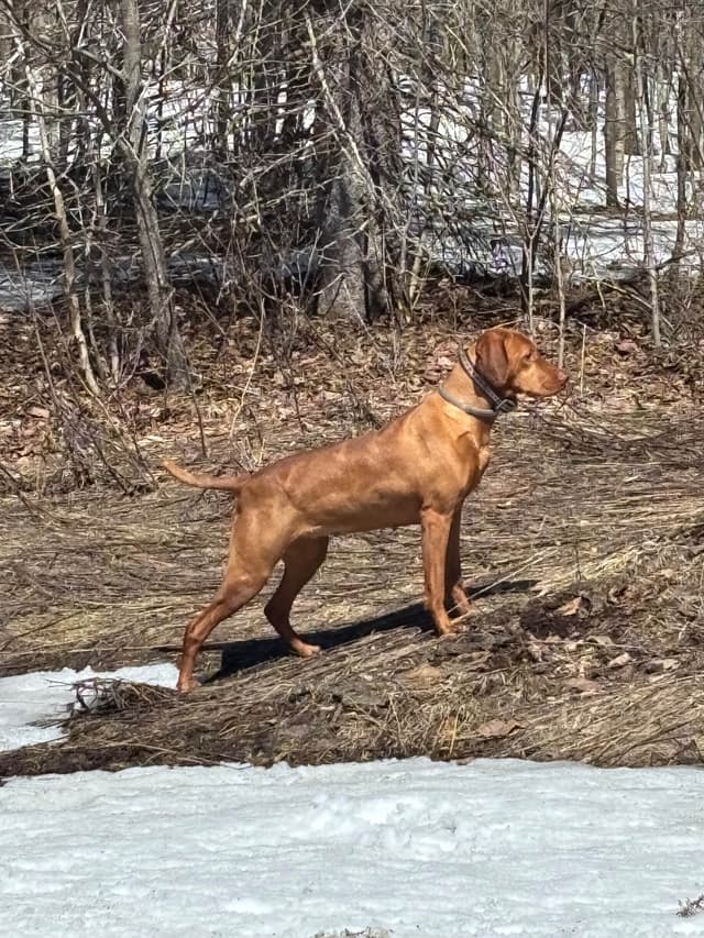 Vizsla Puppies media 9