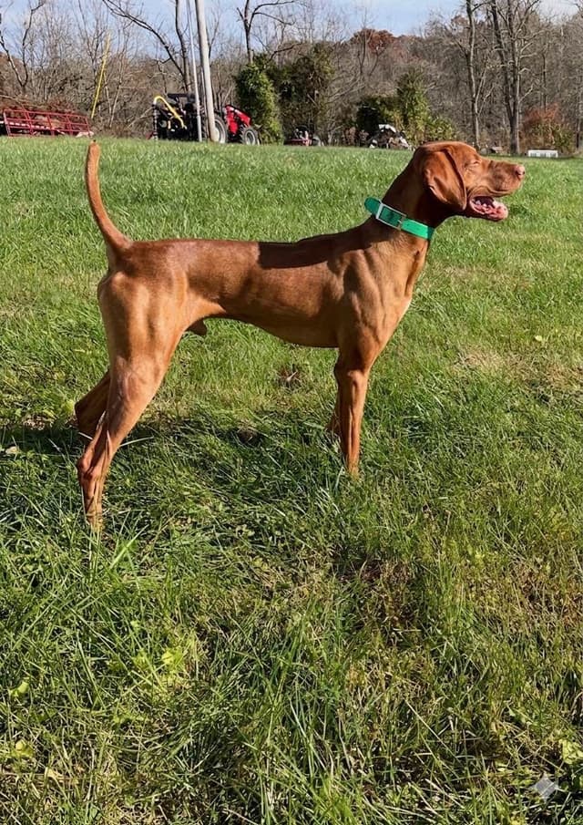 Vizsla Puppies media 8
